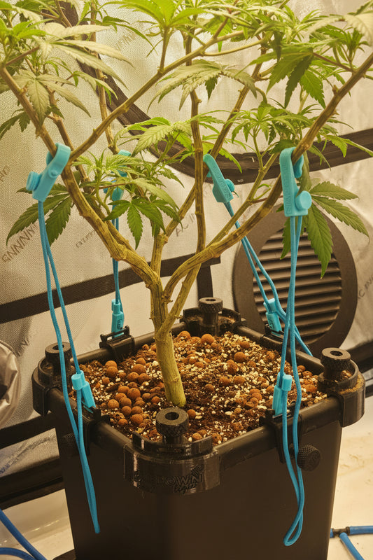 TieDOWN - Low Stress Training System